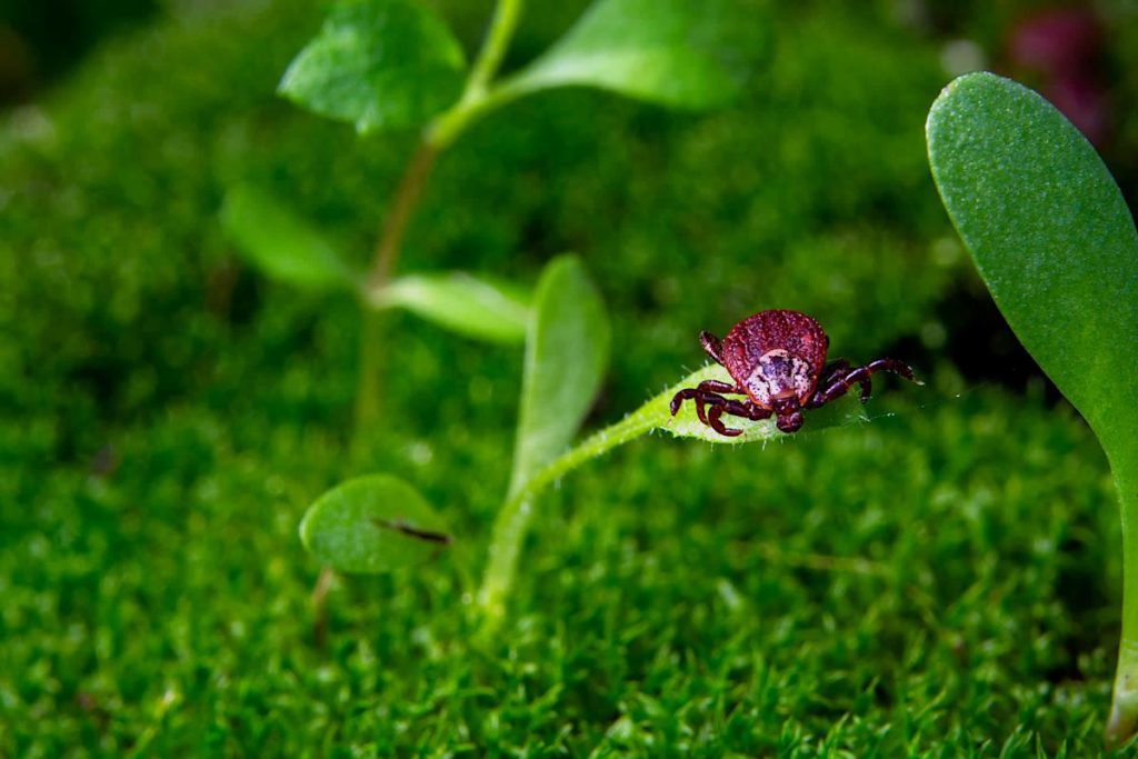 This is an image uploaded via the WordPress REST API.