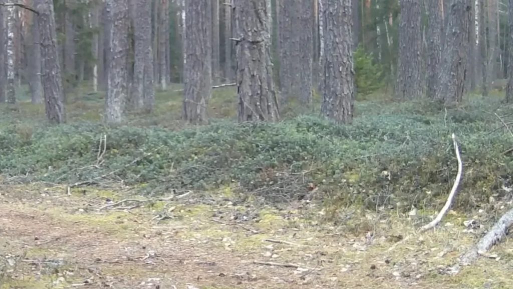 This is an image uploaded via the WordPress REST API.