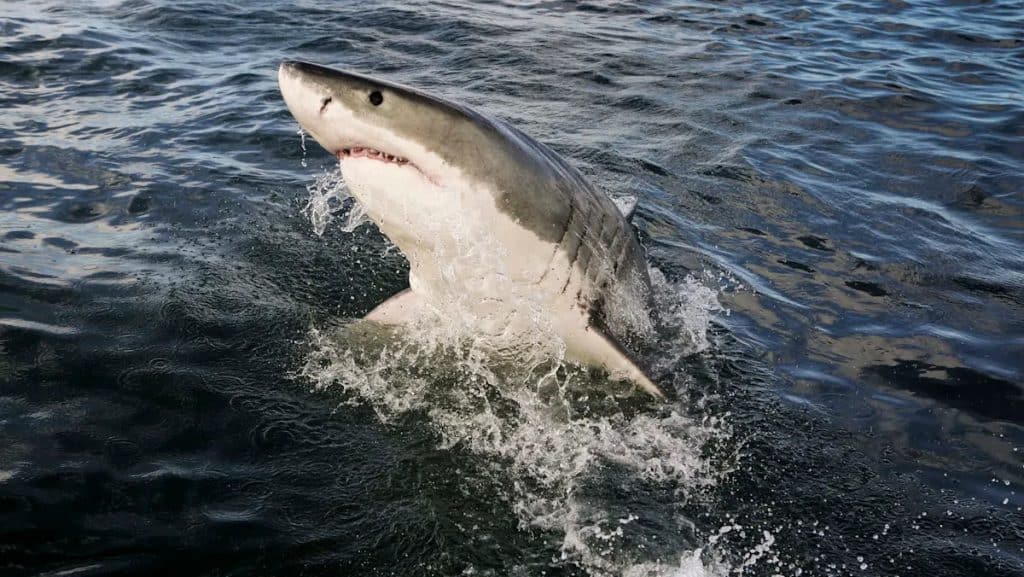 This is an image uploaded via the WordPress REST API.