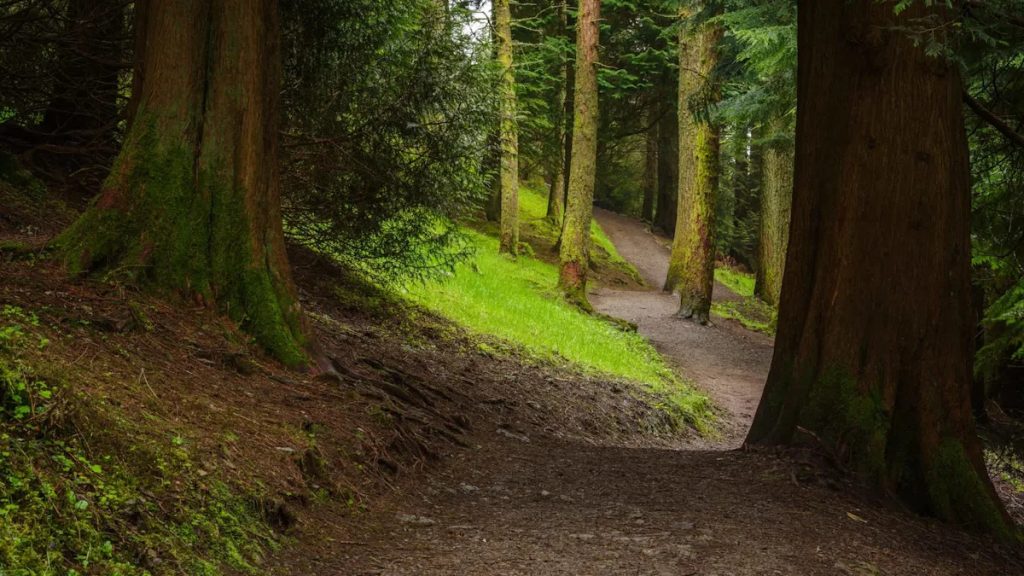 This is an image uploaded via the WordPress REST API.