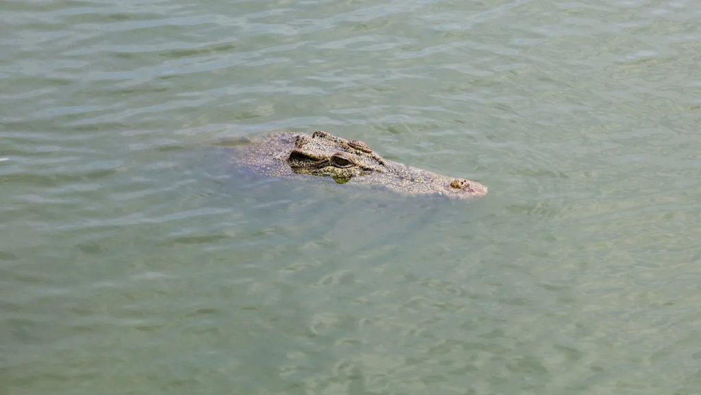 This is an image uploaded via the WordPress REST API.